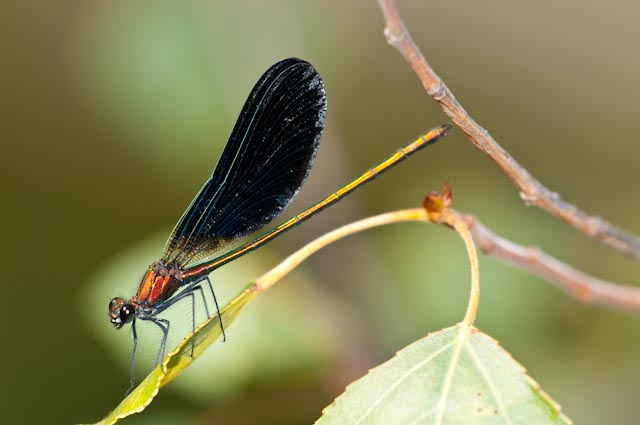 odonato 10: ibrido di Calopteryx?